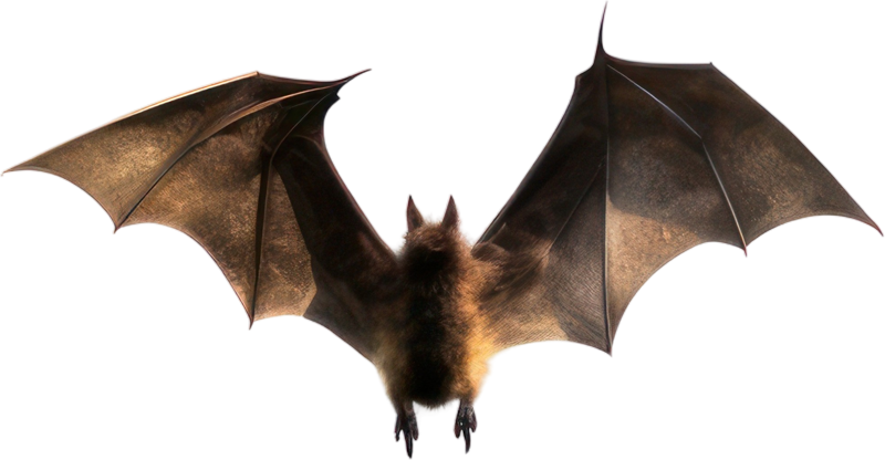 Chauve-souris