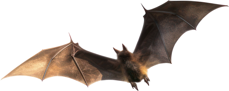 Chauve-souris