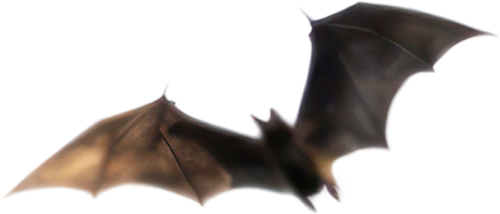 Chauve-souris