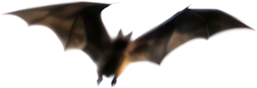 Chauve-souris